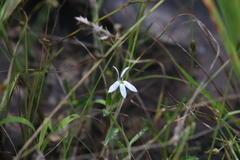 Lobelia leucotos