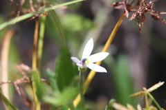 Lobelia leucotos
