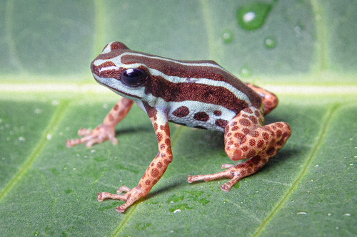 Poison Frogs
