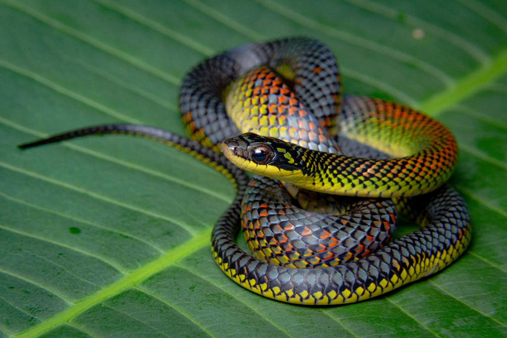 Erythrolamprus dorsocorallinus
