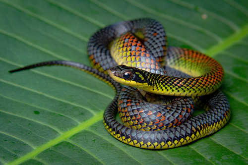 Erythrolamprus dorsocorallinus