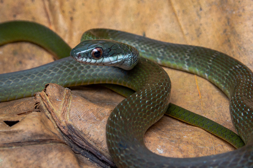 Northern Woodland Racer