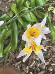 Tulipa saxatilis