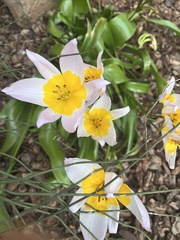 Tulipa saxatilis