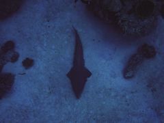 Rhynchobatus djiddensis