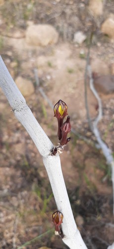 Ceropegia fusca