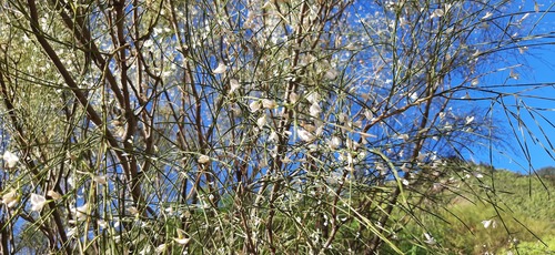 Retama rhodorhizoides, photograph 6