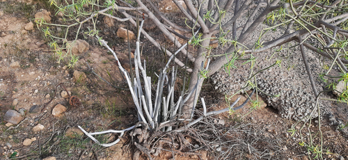 Ceropegia fusca