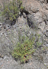 Lavandula canariensis subsp. canariensis image