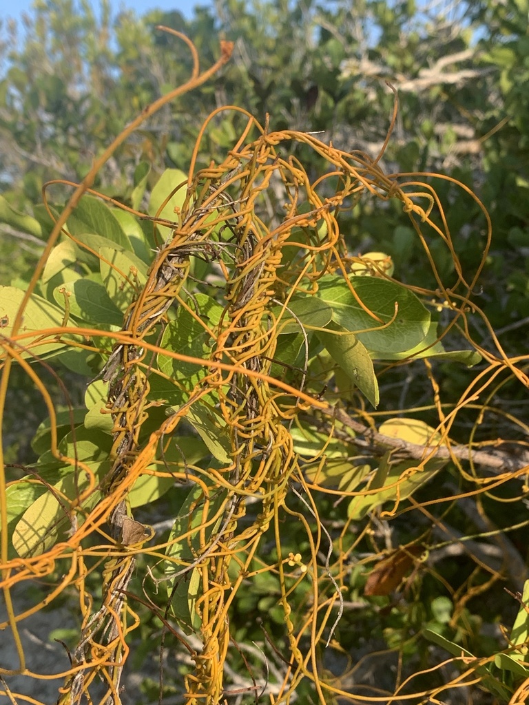 laurel-dodder-from-long-key-state-park-long-key-fl-us-on-march-24