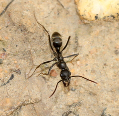 Ophthalmopone hottentota
