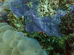 Chalinula nematifera