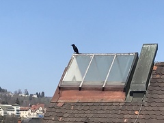 Corvus corone