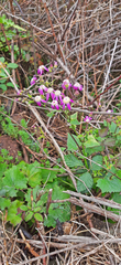 Pericallis echinata image