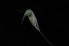 Pterostylis depauperata