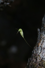 Pterostylis depauperata
