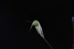 Pterostylis depauperata