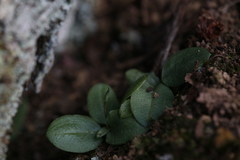 Pterostylis depauperata