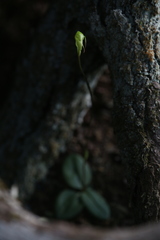 Pterostylis depauperata