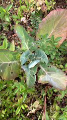 Brassica oleracea