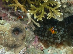 Amphiprion ephippium