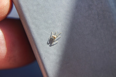 Philodromidae