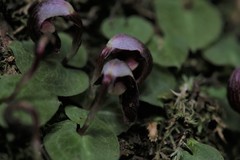 Corybas abellianus