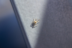 Philodromidae