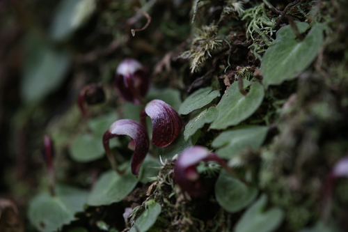 Image of Corybas abellianus by (c) Hugo Innes, some rights reserved (CC BY)