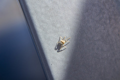 Philodromidae