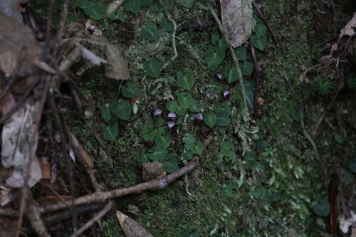 Image of Nodding Helmet Orchid (Corybas abellianus) by (c) Hugo Innes, some rights reserved (CC BY)