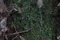 Corybas abellianus