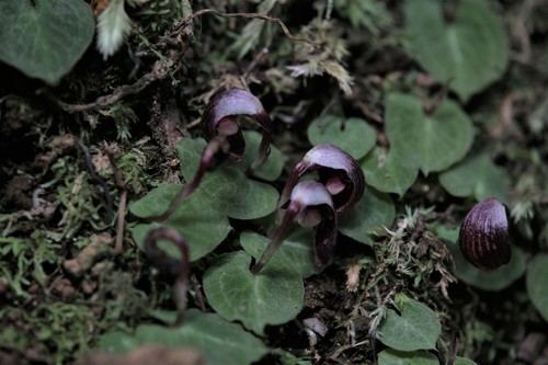 Image of Corybas abellianus by (c) Hugo Innes, some rights reserved (CC BY)
