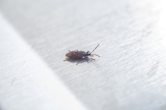 Gastrodes grossipes