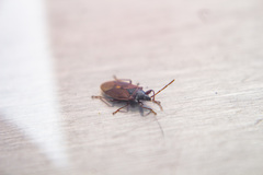 Gastrodes grossipes