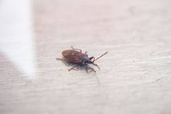 Gastrodes grossipes