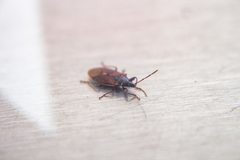 Gastrodes grossipes