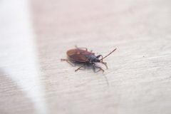 Gastrodes grossipes