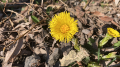 Tussilago farfara