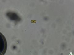 Cryptista