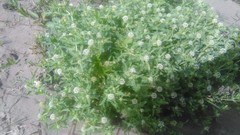 Acicarpha tribuloides
