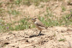 Pseudopodoces humilis