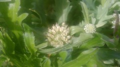 Acicarpha tribuloides