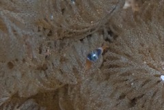 Gibberula dulcis