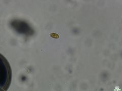 Cryptista