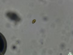 Cryptista