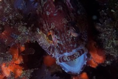 Clinus superciliosus