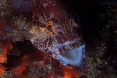 Clinus superciliosus