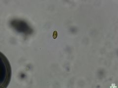 Cryptista