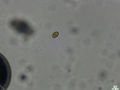 Cryptista
